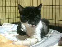 Fern - One Day After Rescue and Surgery