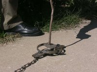 The Trap That Caught Fern
