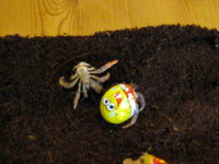 Indecent Crab