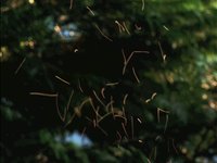 Mücken im seitlichen Sonnenlicht