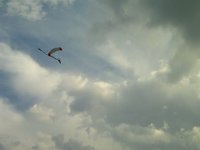 Skydivers Landing