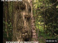 Screaming Tree