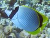 Diving