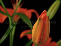 Lilium florecimiento