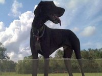 Falcor at the dog park...
