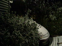 bit a snow in d yard