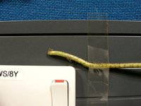 Cheese Plant Root 113 Hour Timelapse