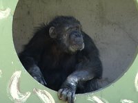 Chimps Inc.
