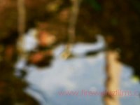 Canon 7D Quick Review
