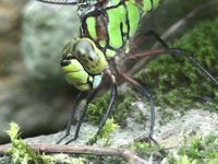 La libellule (the dragonfly)