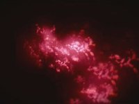 Kelpe - Microscope Contents