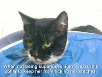Fern - Four Days After Surgery