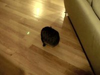 Laserpointer + cat