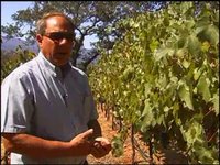 Harmony in the Vineyard