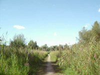 Nature Path at the Bosbaan
