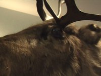 Reindeer's hotel visit