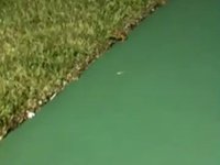 QUICK LIKE A FOX