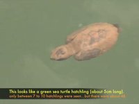 Hawksbill Sea Turtle hatchlings @ Kusu Island's captive pool