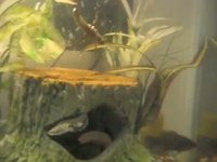 Smallmouth bass feeding