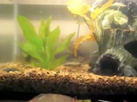Smallmouth Bass fighting