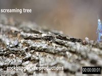 Screaming tree 2