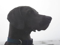 Saxon at Stinson Beach