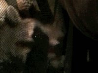 omg!raccoon