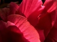 Silent Paprika Films Showreel fall '09