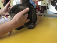Cats in HD
