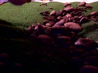 Bed(green fuse)