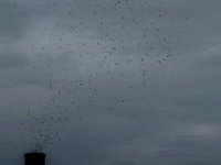 PORTLAND SWIFTS 09.09.09