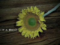 Is it a Boy? Or a Girl?