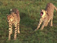Big Cat Film Safari - Join Us in 2010
