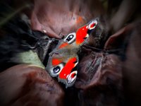 Spiders and Butterflies