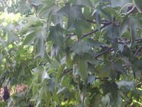 00:00:25 árbol