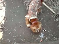 Manix comiendo un hueso.