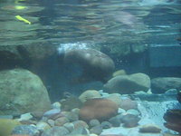 Giant River Otter