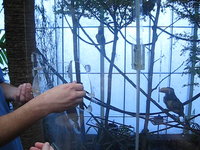 Feeding the Toucans