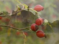 Burwash