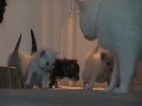 KITTENS NEED GOOD HOME!