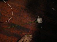 Ruby Arranges Flowers in the Kitchen