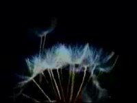Test Video