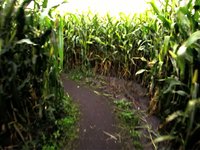 The Amaizing Corn Maze