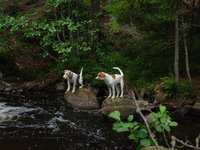 Fialotta Foxterrier