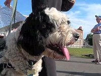 Morley Pet Parade