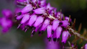 Alta Valtellina: Viola Natura o Erica ?