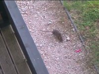 A Rat Paid Us A Visit