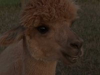 Alpaca People