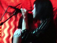 Blue Jungle Live at Alex's Bar