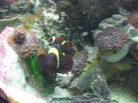 Gold Stripe Maroons Breeding